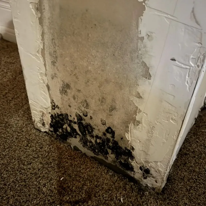 Professional Mold Removal in Bertie County, NC